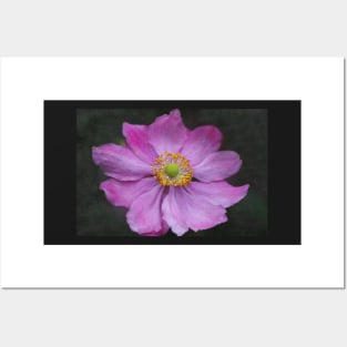 Pink Japanese Anemone Posters and Art